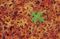 Fall Leaves